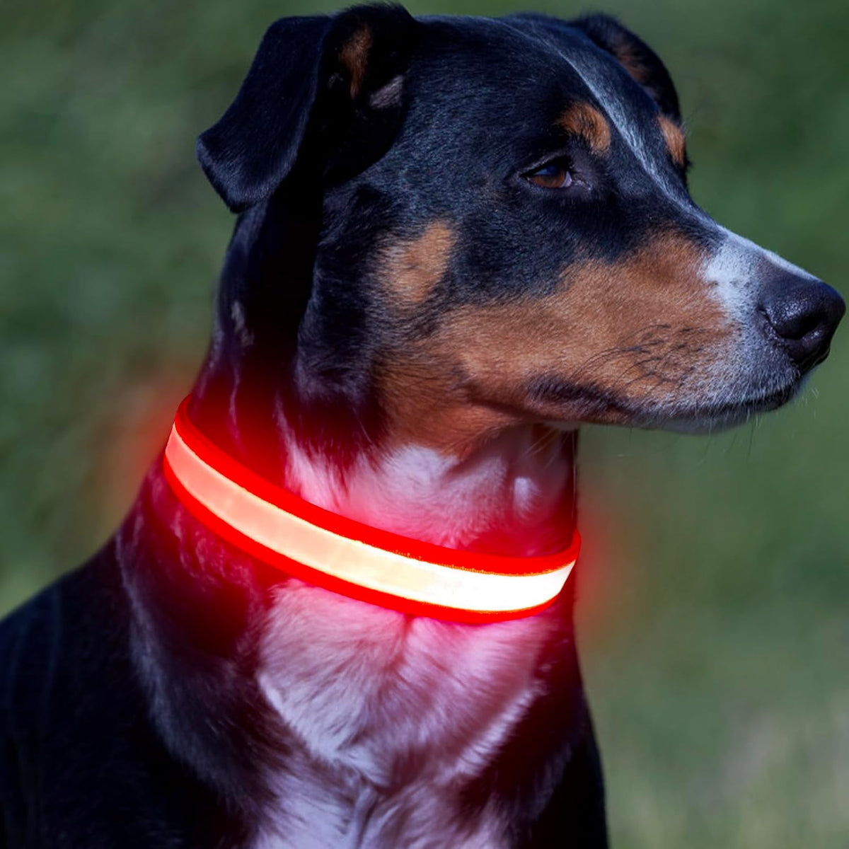 LED Dog Collar - Adjustable USB Rechargeable Super Bright Safety Light for Medium Dogs (Red)